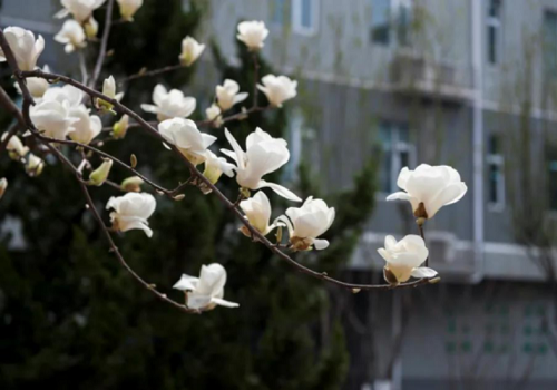 京源学校发布高三年级试开学一日生活指导