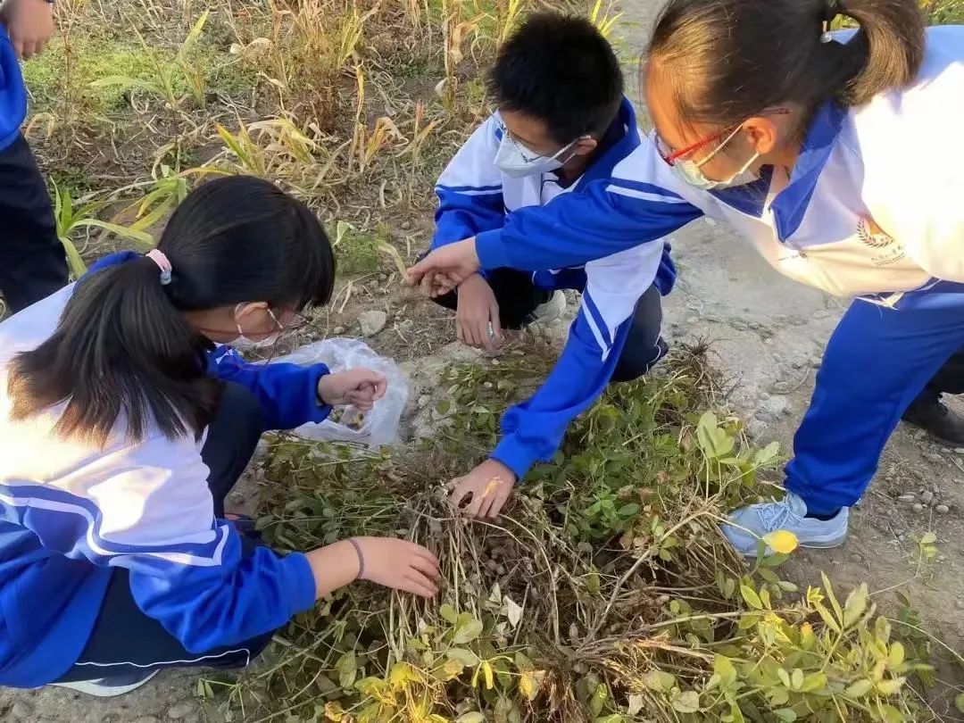 金秋时节，丰台学子在劳动中收获成长